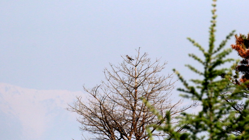 f:id:digibirds:20170525170804j:image