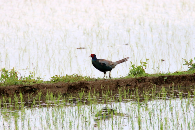 f:id:digibirds:20170526190845j:image
