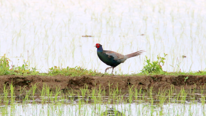 f:id:digibirds:20170526191153j:image
