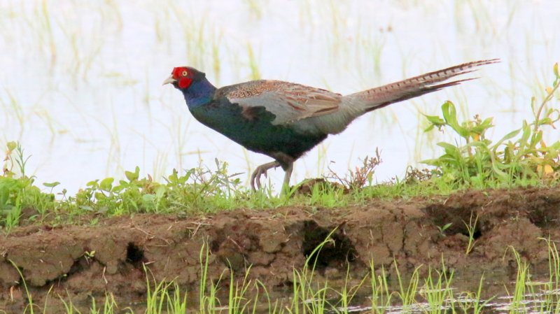 f:id:digibirds:20170526191426j:image