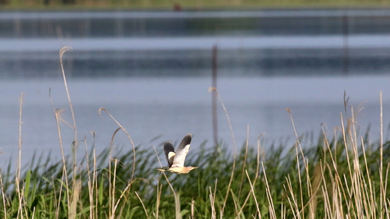f:id:digibirds:20170528200116j:image f:id:digibirds:20170528200116j:image