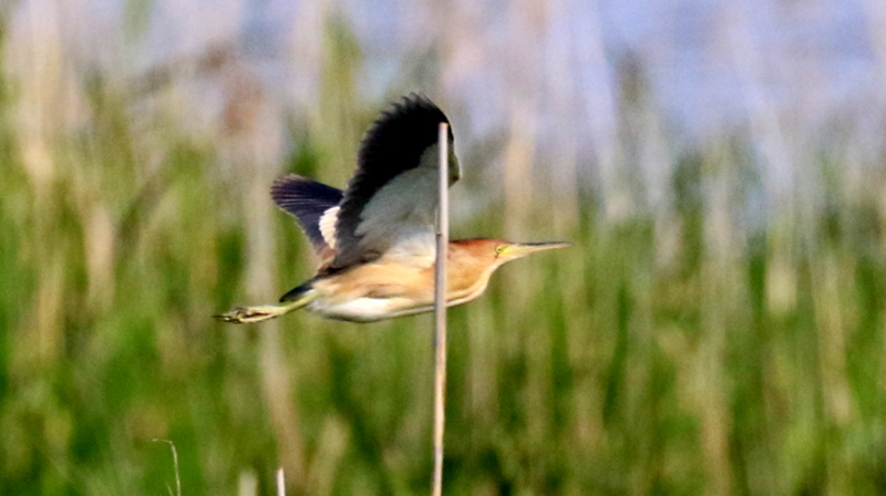 f:id:digibirds:20170528200528j:image f:id:digibirds:20170528200528j:image