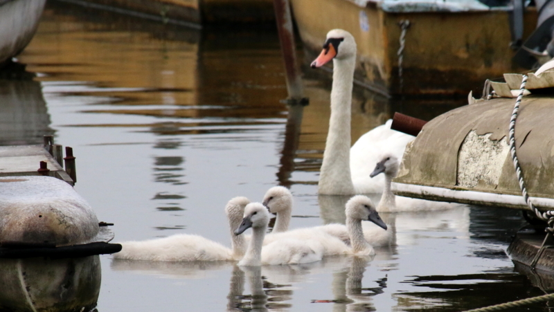 f:id:digibirds:20170602184644j:image