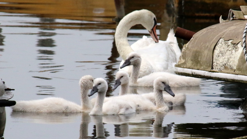 f:id:digibirds:20170602184819j:image