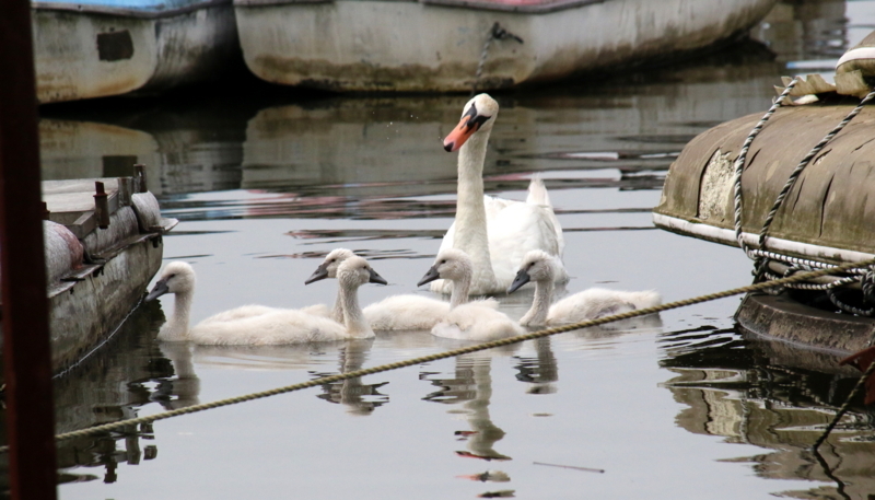 f:id:digibirds:20170602184923j:image