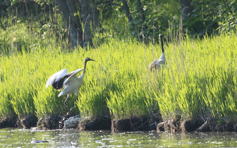 藻散布沼（もちりっぷぬま）のタンチョウたち なかなかなかね野鳥と自然の写真館 