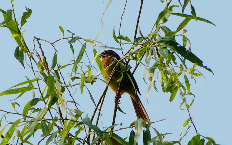 f:id:digibirds:20170714180851j:image
