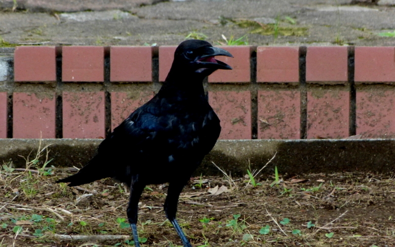 f:id:digibirds:20170729051945j:image