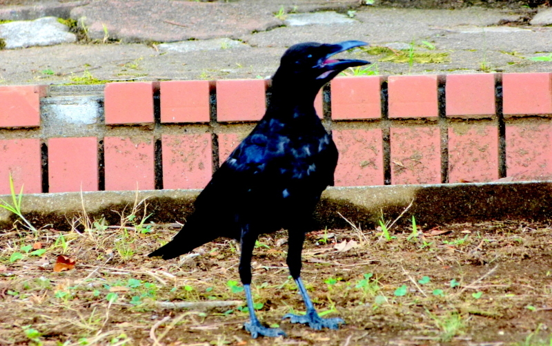f:id:digibirds:20170729052654j:image