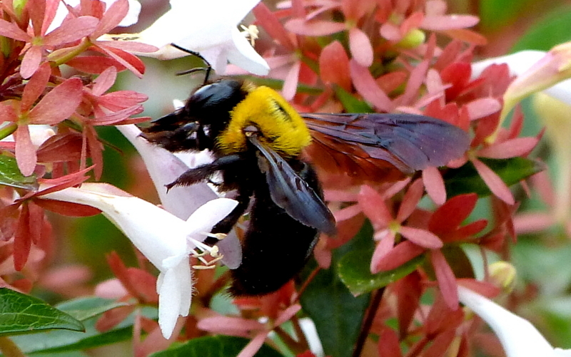 f:id:digibirds:20170801155721j:image f:id:digibirds:20170801155721j:image