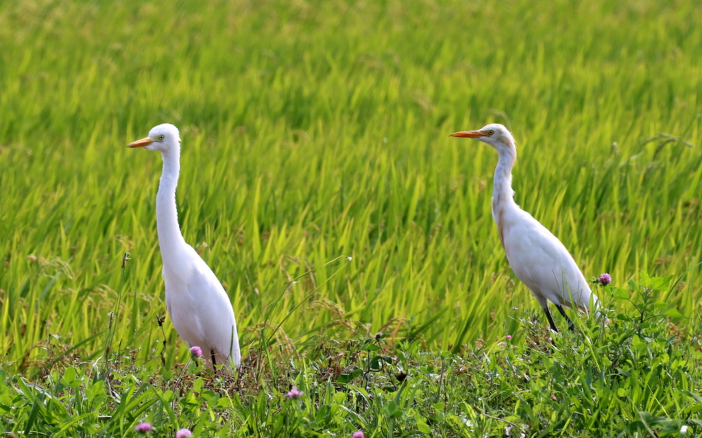 田んぼのアマサギ - なかなかなかね野鳥と自然の写真館