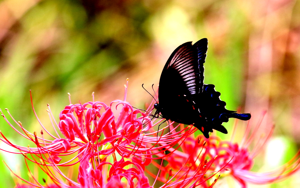 花と蝶 Amazon | 額入り 昆虫標本 蝶 コモン・ジェイ (ミカドアゲハ) Common