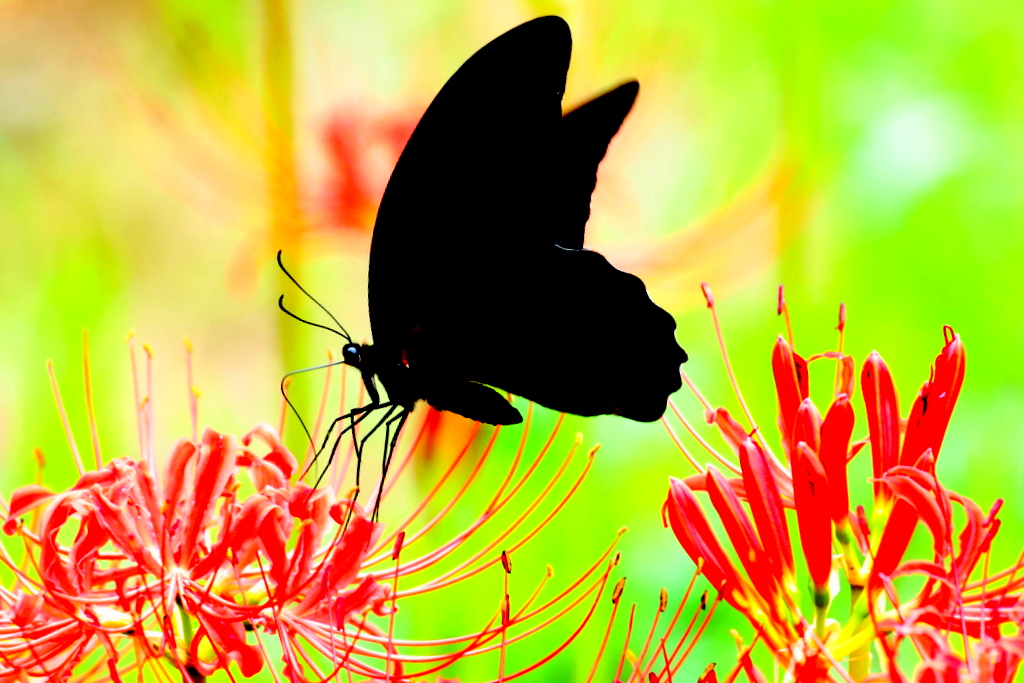f:id:digibirds:20170917195632j:plain