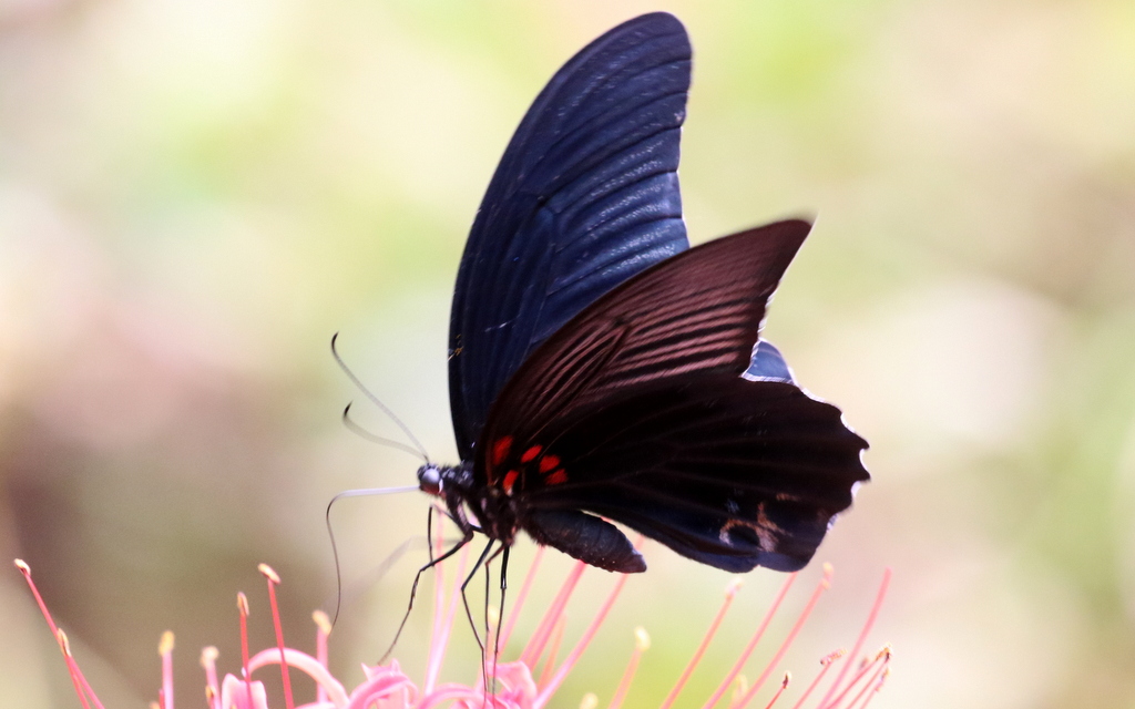 f:id:digibirds:20170917195652j:plain