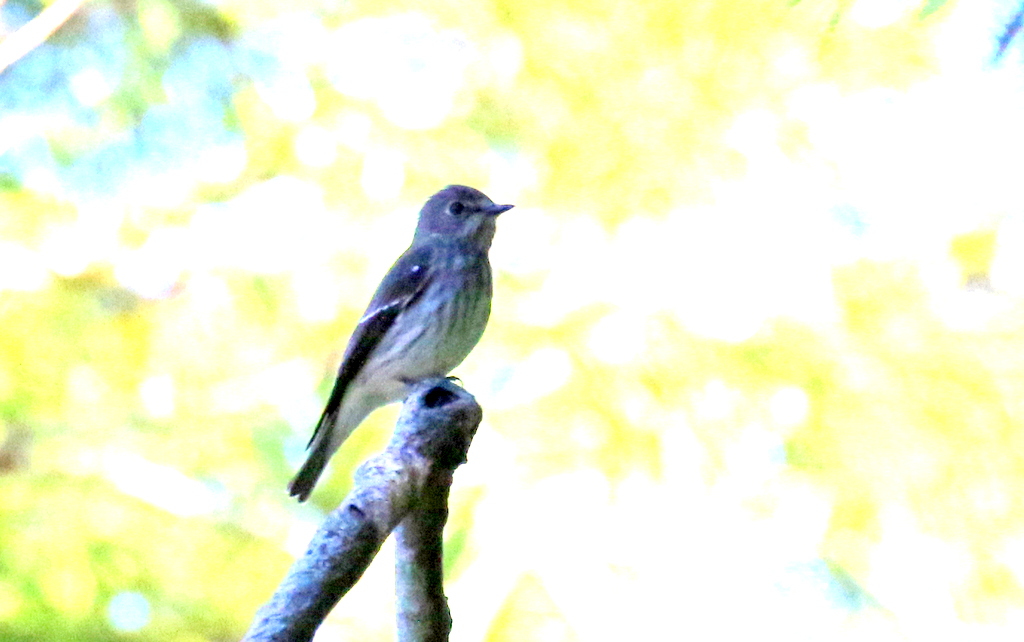 f:id:digibirds:20170920103834j:plain