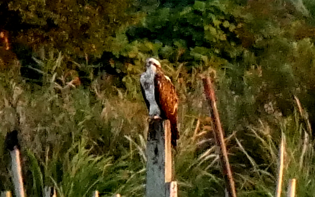 f:id:digibirds:20171007180846j:plain f:id:digibirds:20171007180846j:plain