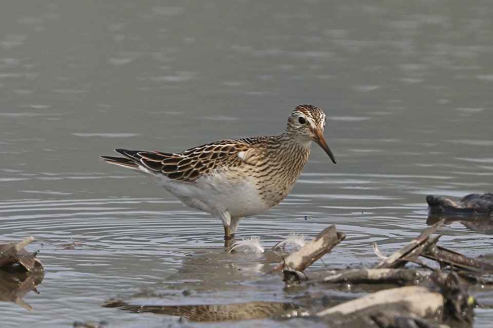 f:id:digibirds:20171012175959j:plain