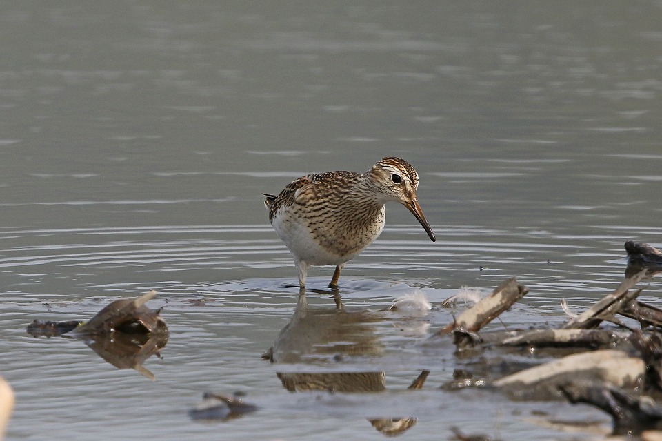 f:id:digibirds:20171012180018j:plain