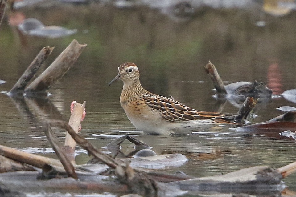 f:id:digibirds:20171012180041j:plain