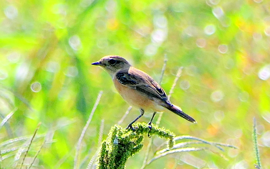 f:id:digibirds:20171018135543j:plain