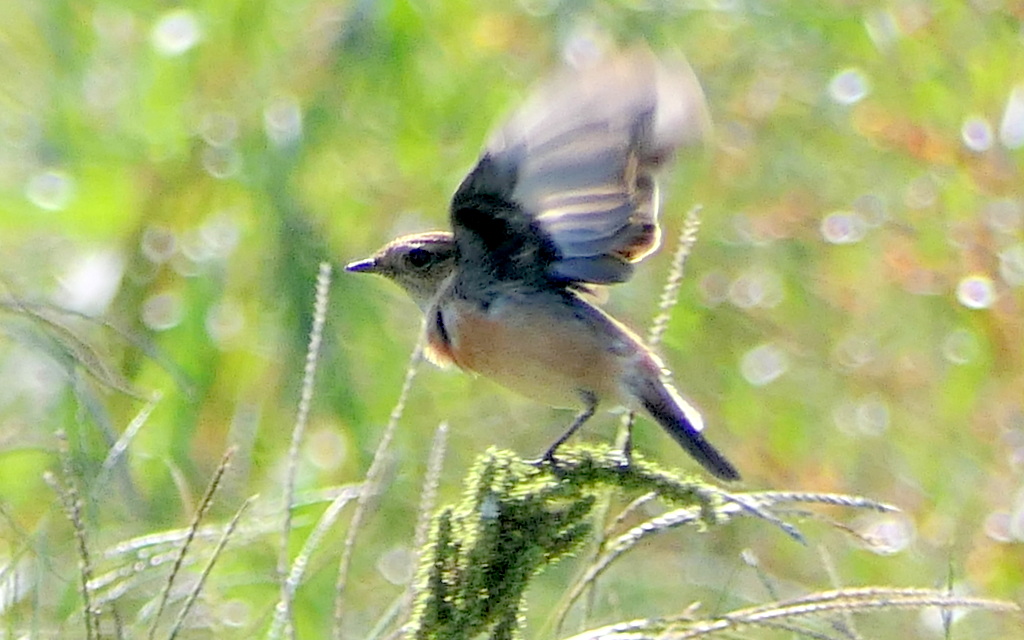 f:id:digibirds:20171018135618j:plain