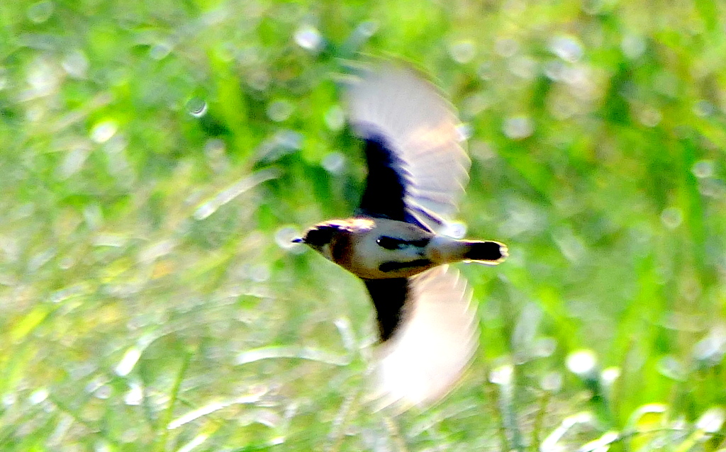 f:id:digibirds:20171018135635j:plain