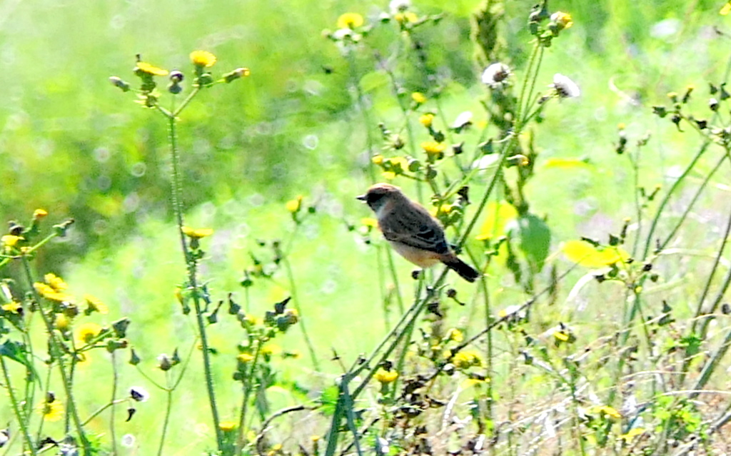 f:id:digibirds:20171019000832j:plain