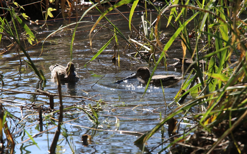 f:id:digibirds:20171114212723j:plain