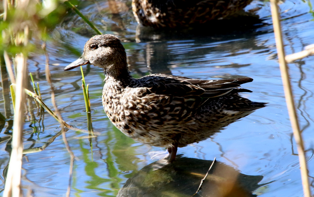 f:id:digibirds:20171114212811j:plain