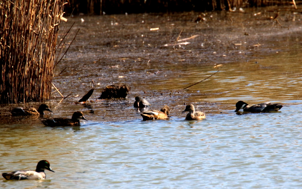 f:id:digibirds:20171120181056j:plain