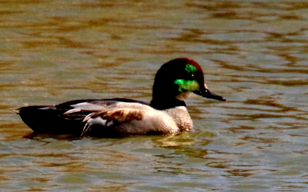 f:id:digibirds:20171120181114j:plain