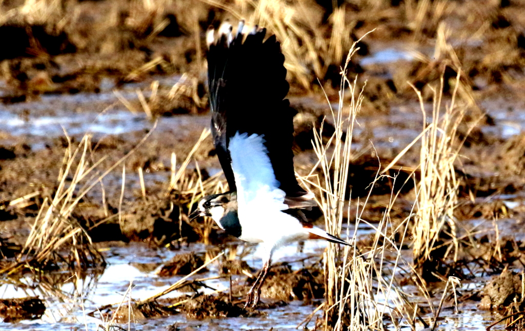 f:id:digibirds:20171210152136j:plain