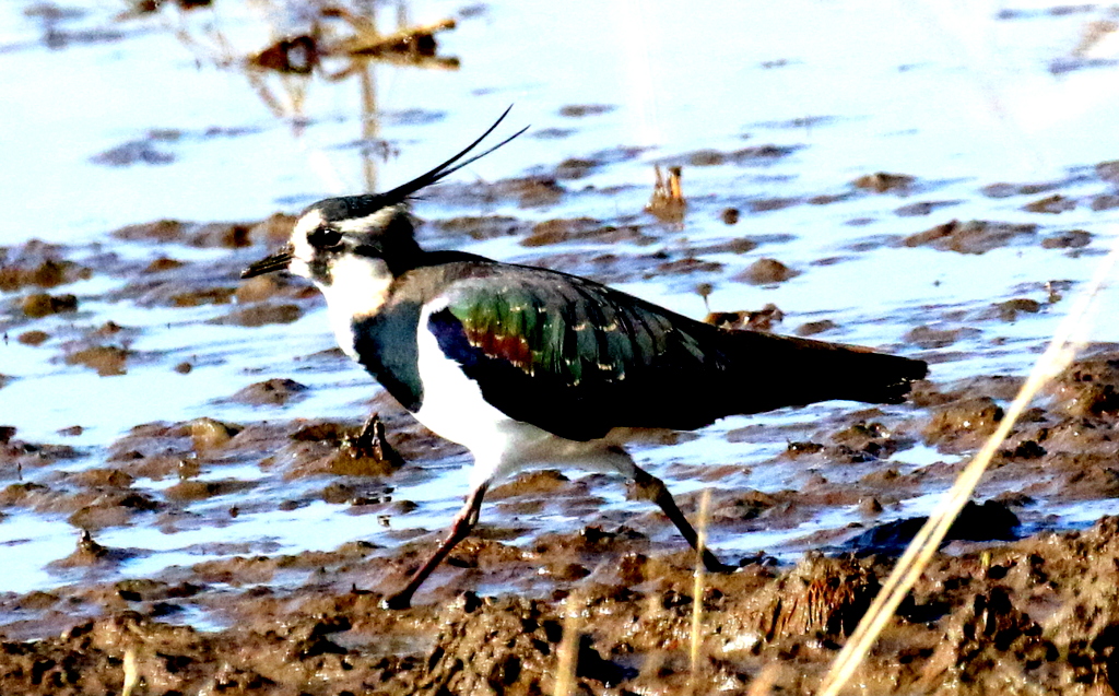 f:id:digibirds:20171210152153j:plain