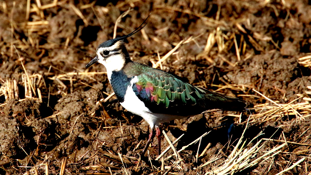 f:id:digibirds:20171216003316j:plain