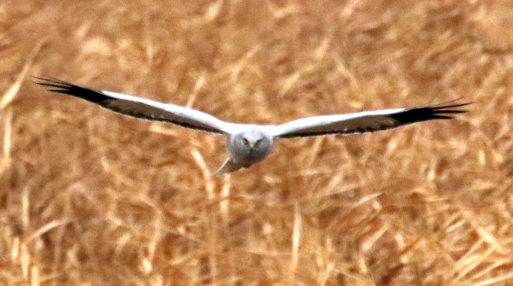 f:id:digibirds:20171224141216j:plain f:id:digibirds:20171224141216j:plain