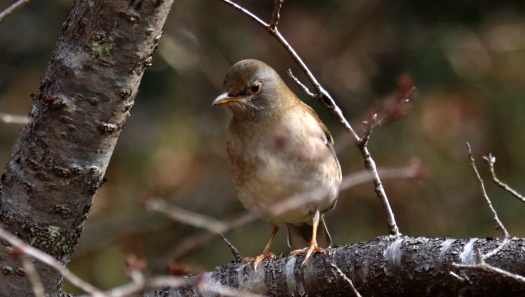 f:id:digibirds:20180124230255j:plain