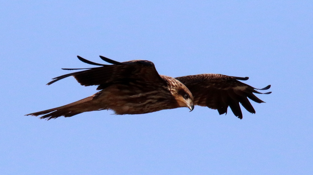 f:id:digibirds:20180218221322j:plain