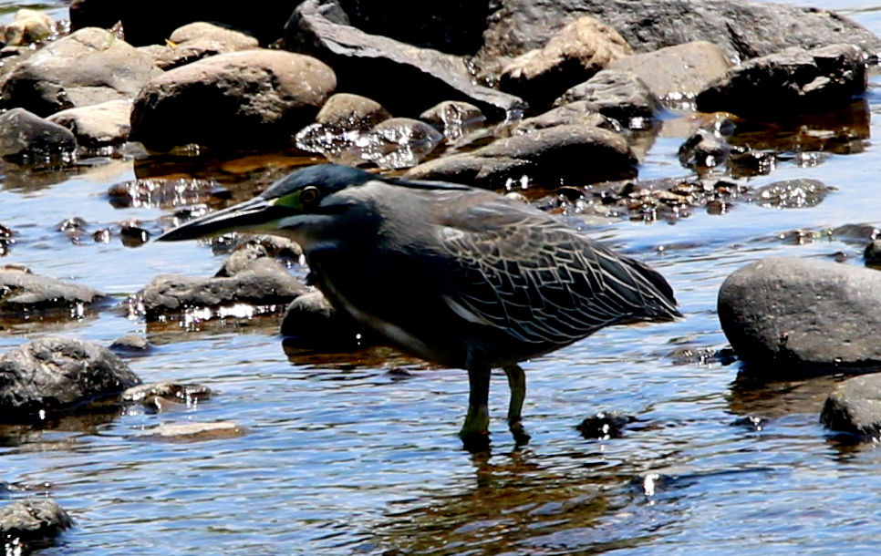 f:id:digibirds:20180601182423j:plain