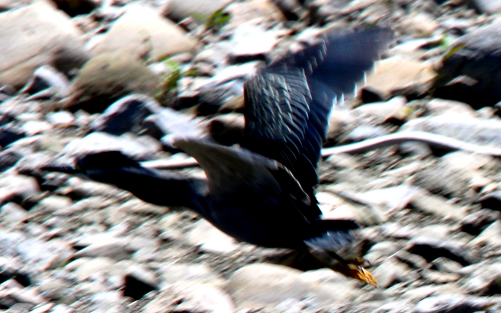 f:id:digibirds:20180601182445j:plain