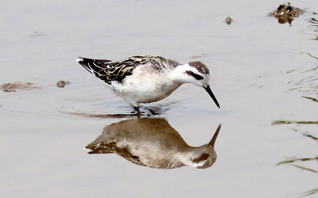 f:id:digibirds:20180831184439j:plain