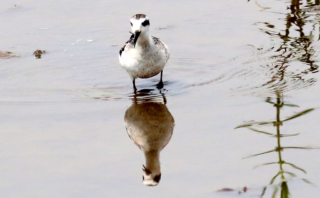 f:id:digibirds:20180831184448j:plain