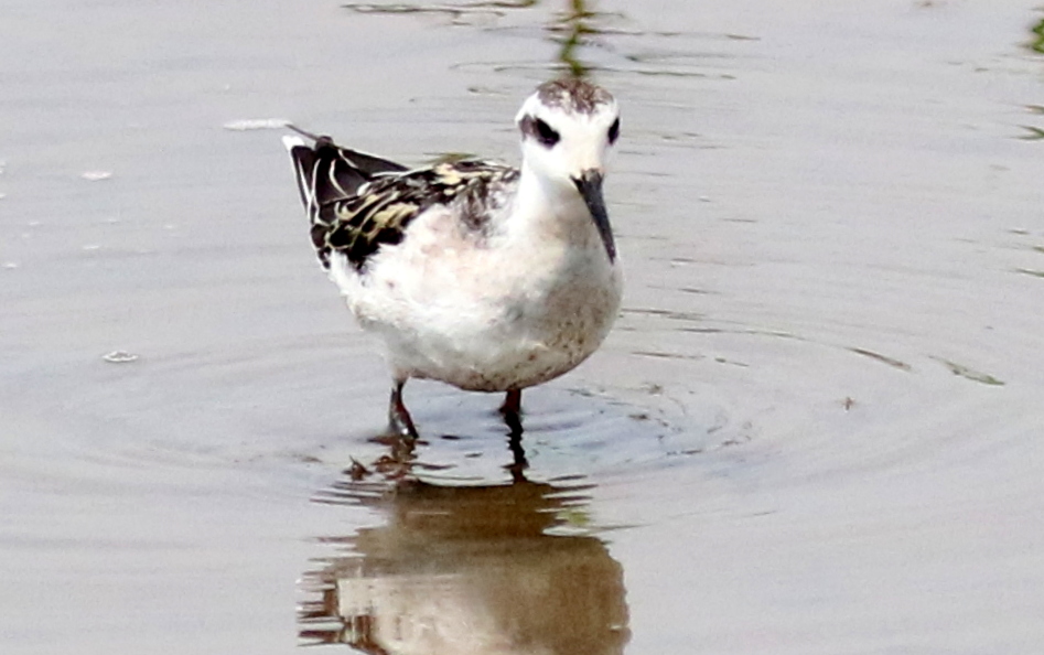 f:id:digibirds:20180831184458j:plain