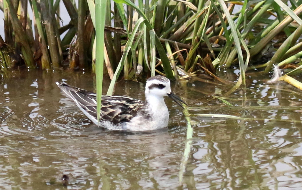 f:id:digibirds:20180831184508j:plain