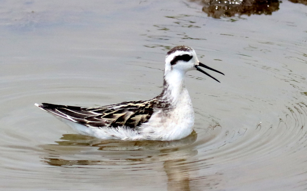 f:id:digibirds:20180831184547j:plain