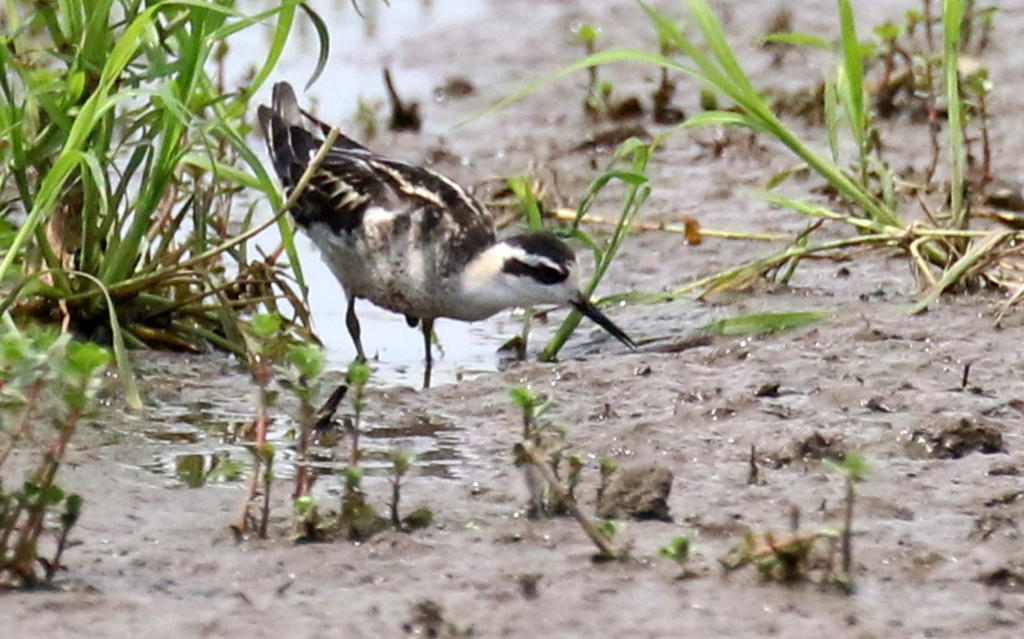 f:id:digibirds:20180831184600j:plain