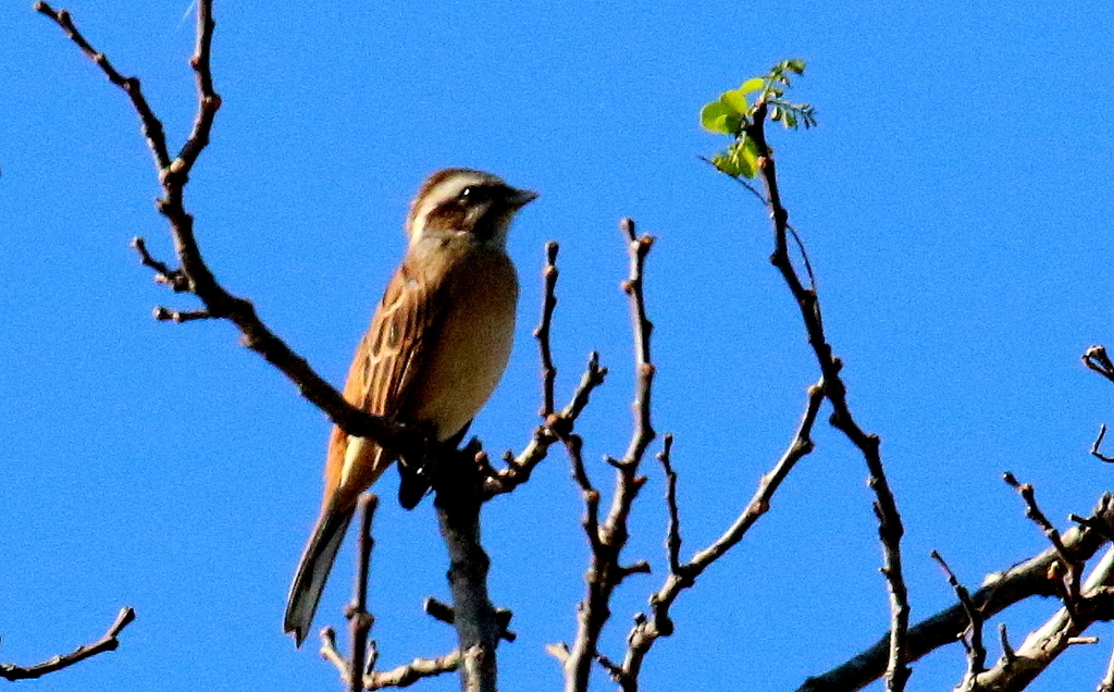 f:id:digibirds:20181029103340j:plain f:id:digibirds:20181029103340j:plain