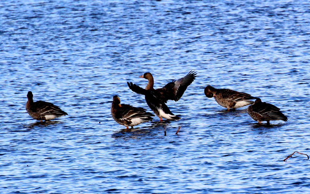 f:id:digibirds:20181229175325j:plain