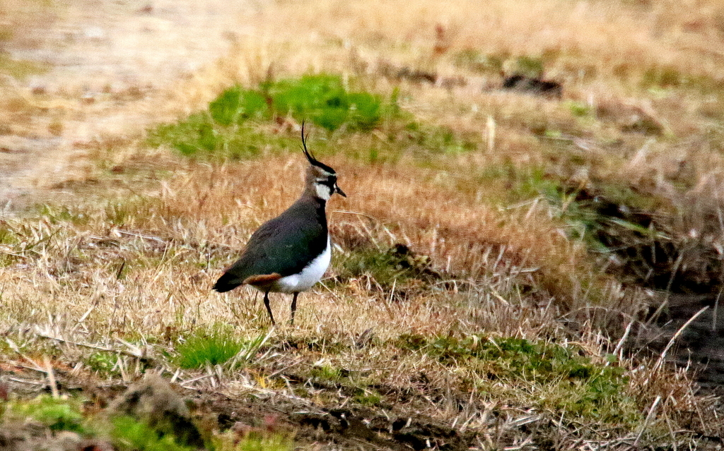 f:id:digibirds:20190106181743j:plain