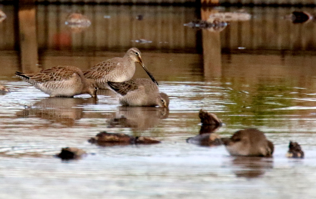 f:id:digibirds:20190107181132j:plain