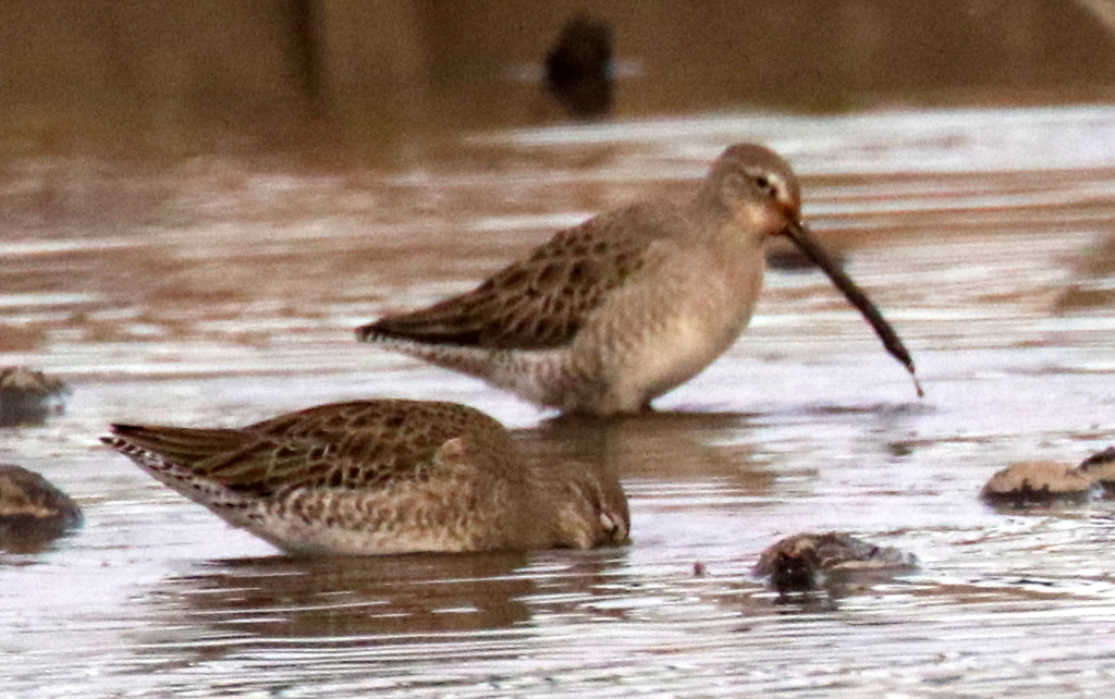 f:id:digibirds:20190107181154j:plain